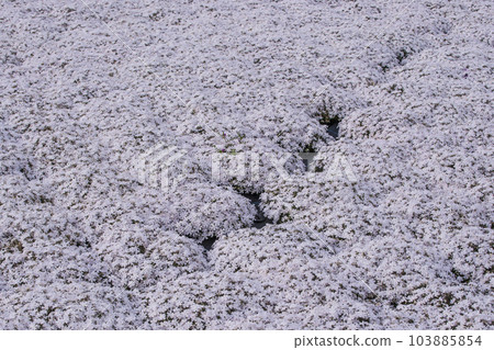 Flower garden where moss phlox blooms Shibazakura scenery Small cute flowers Background material 103885854