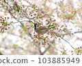 cherry blossoms and sparrow 103885949