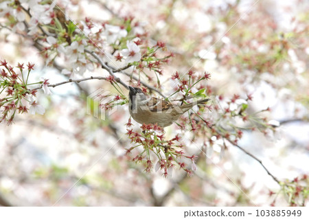 cherry blossoms and sparrow 103885949