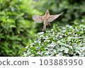flying sparrow 103885950