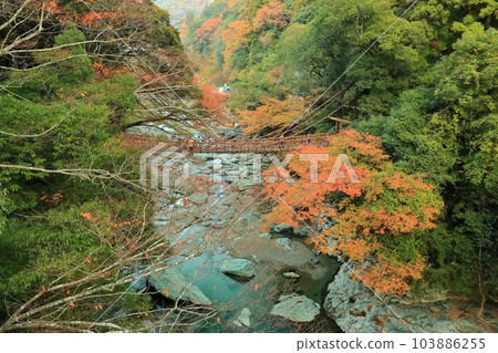 [Tokushima Prefecture] Autumn leaves (Kazura Bridge in Iya) 103886255