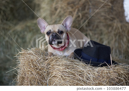 A bulldog dog is resting on a hayloft among large haystacks in a romantic setting, looking intently toward the camera. A bulldog dog is resting on a hayloft among large haystacks in a romantic setting, looking intently toward the camera. 103886477