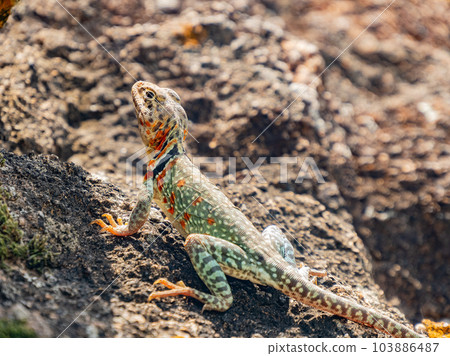Close up shot of a Eastern collared lizard 103886487