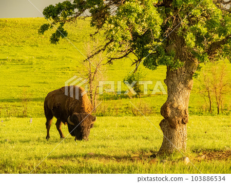 Close up shot of cute Bison in Wichita Mountains 103886534