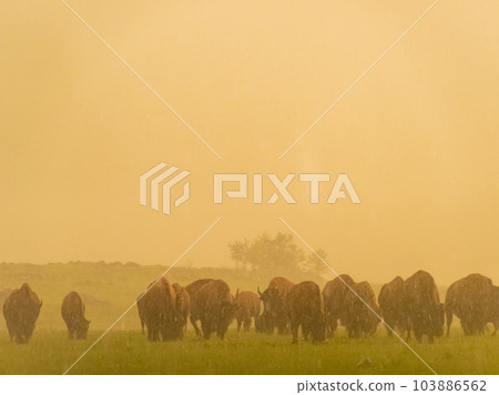 Close up shot of many bison walking in rain in Wichita Mountains 103886562