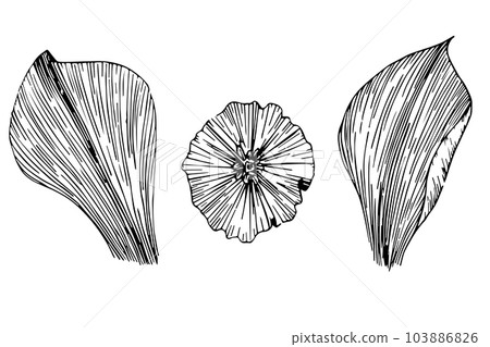 Linear narcissus flowers elements core and petals, ink vector clipart. Hand drawn illustration perfect for invitation cards, decor, greeting cards, posters, scrapbooking, print 103886826