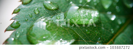 Crystal clear dew or fresh rain drops on green leaf Crystal clear dew or fresh rain drops on green leaf 103887272