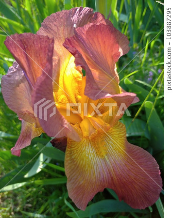 Photo of a natural summer landscape with vegetation and flowers under a clear sky. Nature, landscape, palettes of bright colors of living nature. Photo of a natural summer landscape with vegetation and flowers under a clear sky. Nature, landscape, palettes of bright colors of living nature. 103887295