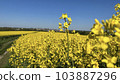 Photo of a natural summer landscape with vegetation and flowers under a clear sky. Nature, landscape, palettes of bright colors of living nature. 103887296