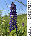 Photo of a natural summer landscape with vegetation and flowers under a clear sky. Nature, landscape, palettes of bright colors of living nature. 103887297