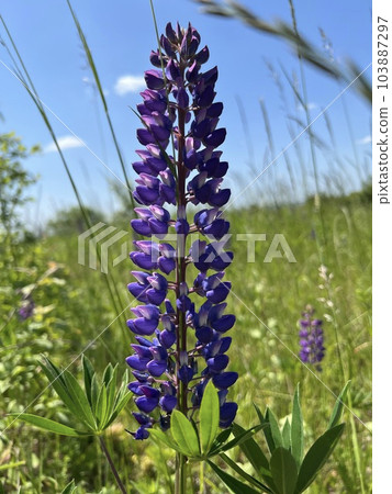 Photo of a natural summer landscape with vegetation and flowers under a clear sky. Nature, landscape, palettes of bright colors of living nature. Photo of a natural summer landscape with vegetation and flowers under a clear sky. Nature, landscape, palettes of bright colors of living nature. 103887297