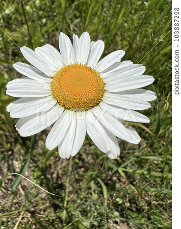 Photo of a natural summer landscape with vegetation and flowers under a clear sky. Nature, landscape, palettes of bright colors of living nature. Photo of a natural summer landscape with vegetation and flowers under a clear sky. Nature, landscape, palettes of bright colors of living nature. 103887298