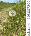 Photo of a natural summer landscape with vegetation and flowers under a clear sky. Nature, landscape, palettes of bright colors of living nature. 103887299