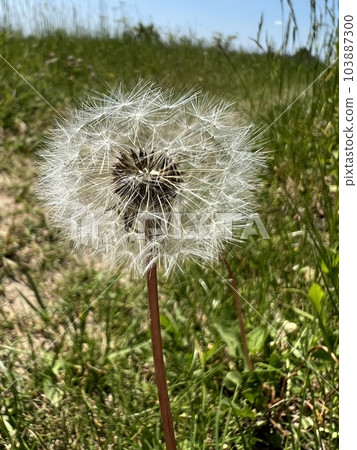 Photo of a natural summer landscape with vegetation and flowers under a clear sky. Nature, landscape, palettes of bright colors of living nature. Photo of a natural summer landscape with vegetation and flowers under a clear sky. Nature, landscape, palettes of bright colors of living nature. 103887300