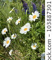 Photo of a natural summer landscape with vegetation and flowers under a clear sky. Nature, landscape, palettes of bright colors of living nature. 103887301