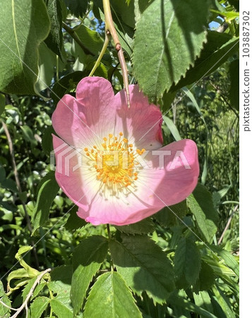 Photo of a natural summer landscape with vegetation and flowers under a clear sky. Nature, landscape, palettes of bright colors of living nature. Photo of a natural summer landscape with vegetation and flowers under a clear sky. Nature, landscape, palettes of bright colors of living nature. 103887302