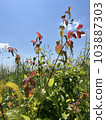 Photo of a natural summer landscape with vegetation and flowers under a clear sky. Nature, landscape, palettes of bright colors of living nature. 103887303