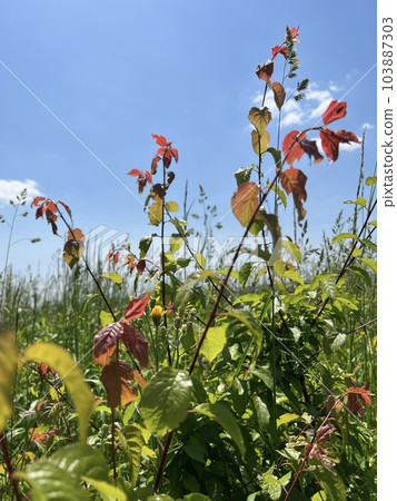 Photo of a natural summer landscape with vegetation and flowers under a clear sky. Nature, landscape, palettes of bright colors of living nature. Photo of a natural summer landscape with vegetation and flowers under a clear sky. Nature, landscape, palettes of bright colors of living nature. 103887303