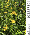 Photo of a natural summer landscape with vegetation and flowers under a clear sky. Nature, landscape, palettes of bright colors of living nature. 103887304