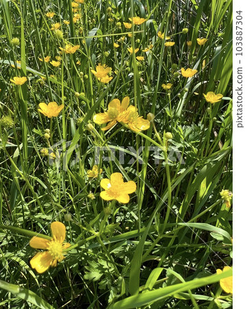 Photo of a natural summer landscape with vegetation and flowers under a clear sky. Nature, landscape, palettes of bright colors of living nature. Photo of a natural summer landscape with vegetation and flowers under a clear sky. Nature, landscape, palettes of bright colors of living nature. 103887304