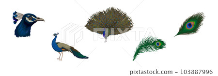 Peacock or Peafowl Bird Species with Extravagant Plumage and Tail Vector Set 103887996