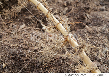 Hachiku Bamboo 根從地上挖出來（光竹，竹筍，竹筍，竹子） 103888016