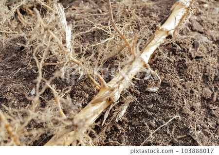 Hachiku Bamboo roots dug up from the ground (light bamboo, bamboo shoots, bamboo shoots, bamboo) Hachiku Bamboo roots dug up from the ground (light bamboo, bamboo shoots, bamboo shoots, bamboo) 103888017