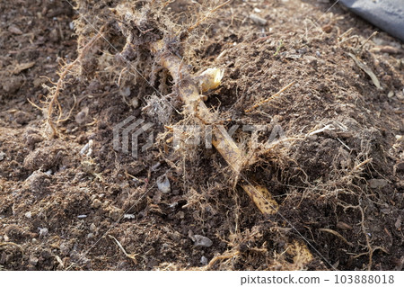 Hachiku Bamboo roots dug up from the ground (light bamboo, bamboo shoots, bamboo shoots, bamboo) Hachiku Bamboo roots dug up from the ground (light bamboo, bamboo shoots, bamboo shoots, bamboo) 103888018