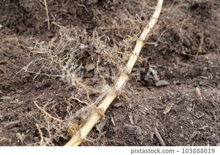 Hachiku Bamboo roots dug up from the ground (light bamboo, bamboo shoots, bamboo shoots, bamboo) 103888019