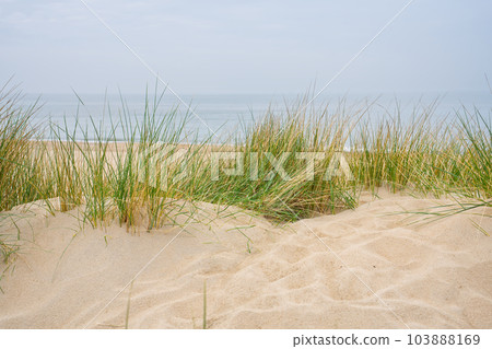 Beach view from the path sand between the dunes at Dutch coastline. Marram grass, Netherlands. Beach view from the path sand between the dunes at Dutch coastline. Marram grass, Netherlands. 103888169
