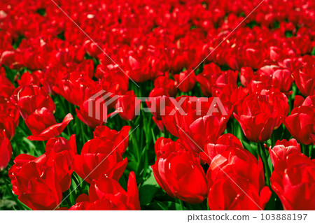 Red tulips blooming in vast springtime field. Beautiful bright red tulip in the middle of a field Red tulips blooming in vast springtime field. Beautiful bright red tulip in the middle of a field 103888197