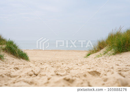 Beach view from the path sand between the dunes at Dutch coastline. Marram grass, Netherlands. 103888276