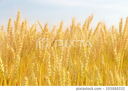 肥沃的大麥田和閃亮的麥穗 肥沃的大麥田和閃亮的麥穗 103888332