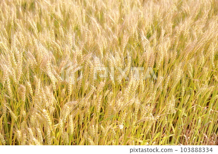 Rich barley field with shining ears of wheat 103888334