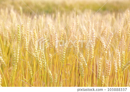 Scenery waiting impatiently for the harvest of wheat Scenery waiting impatiently for the harvest of wheat 103888337