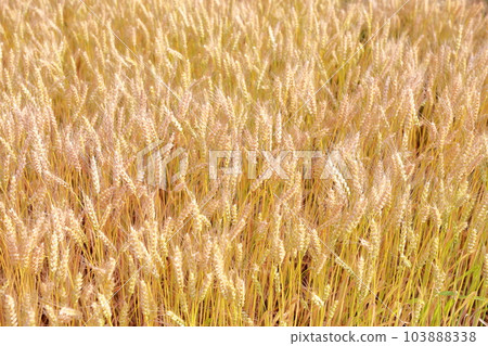 焦急等待麥收的風景 103888338