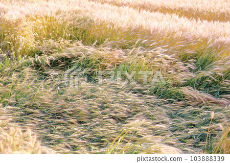 Scenery waiting impatiently for the harvest of wheat Scenery waiting impatiently for the harvest of wheat 103888339