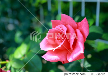 在明亮的顏色的美麗的玫瑰 103888704
