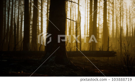 Black ashes of canary pine after forest fire Black ashes of canary pine after forest fire 103888719
