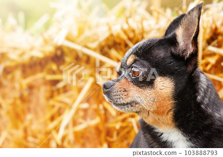 Chihuahua tricolor dog on a straw background. Portrait of a small dog. Chihuahua tricolor dog on a straw background. Portrait of a small dog. 103888793