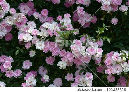 夢幻少女玫瑰花 103888828