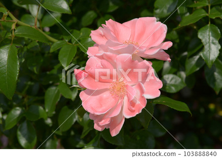 格蕾特玫瑰花 格蕾特玫瑰花 103888840