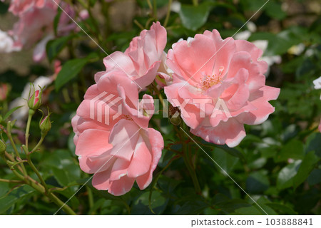 格蕾特玫瑰花 103888841