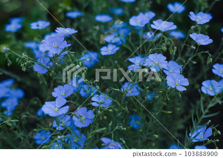 Beautiful blue flax flowers in summer on a garden bed 103888900