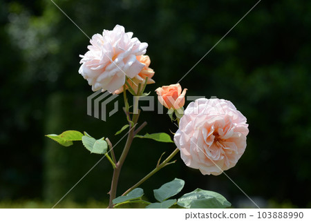 Charles Austin rose flower Charles Austin rose flower 103888990