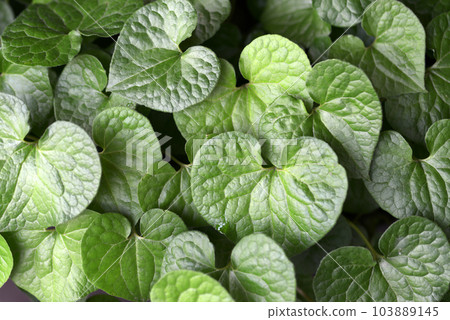 Futabaaoi leaf pattern 103889145