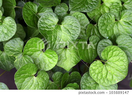 Futabaaoi leaf pattern Futabaaoi leaf pattern 103889147