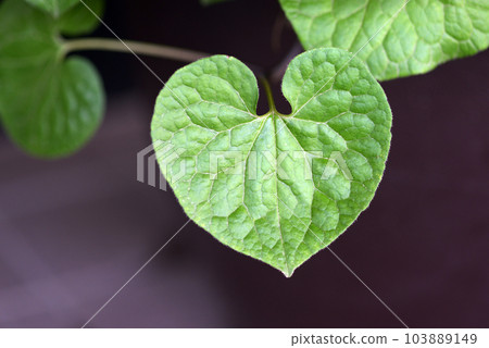 Futabaaoi leaf pattern 103889149