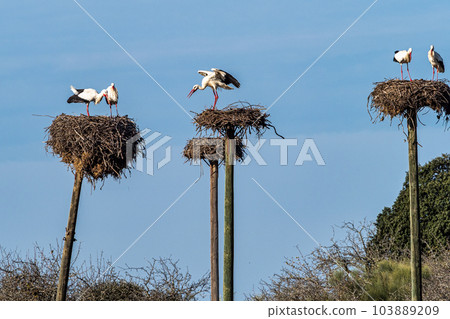Storks colony in a protected area at Los Barruecos Natural Monument, Malpartida de Caceres, Extremadura, Spain. Storks colony in a protected area at Los Barruecos Natural Monument, Malpartida de Caceres, Extremadura, Spain. 103889209
