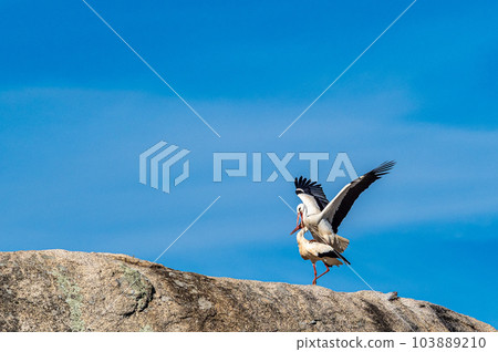 White storks, Ciconia ciconia, mating at Los Barruecos, Malpartida de Caceres, Extremadura, Spain. White storks, Ciconia ciconia, mating at Los Barruecos, Malpartida de Caceres, Extremadura, Spain. 103889210